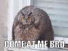 $Come At Me Owl.jpg