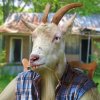 $Goat-EE.jpg