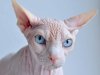 $ugly-cat-sphynx-2.jpg