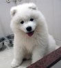 $cute_samoyed_puppies.jpg