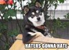 $haters-gonna-hate-cool-dog.jpg
