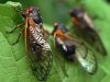 $130503-coslog-cicada-525p_photoblog600.jpg
