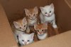 $box-of-kittens.jpg