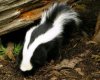 $Striped Skunk2cmp.JPG