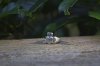 $Irish Claddagh Ring Made In Ireland.jpg