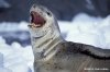 $29-cierva-cove-leopard-seal.jpg