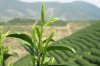 $Tea Leaves - tea garden bkgnd.jpg