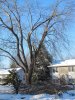 $Tree Damage from Ice Storm.jpg