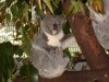 $Koala.jpg