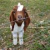 $Funny-Goat-17-140x140.jpg