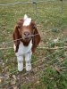 $Funny-Goat-17-140x140.jpg