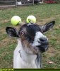 $safety_goat.jpg