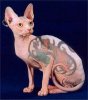 $xtattooing-domestic-pets-owners-ink-up-cats-dogs.jpeg.pagespeed.ic.wC4mx4uBhE.jpg