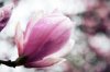 $DSC_5569 - magnolia blossom.jpg
