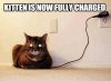 $cat-humor-funny-fully-charged-kitten.jpg