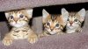 $Adorable-Bengal-Kittens.jpg