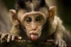 $Funny-Monkey-Pictures-1.jpg