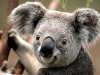 $Koala.jpg