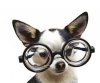 $polls_dog_with_glasses.jpeg