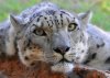$Snow Leopard.jpg
