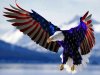 $American-Flag-Eagle.jpg
