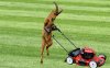 $lawnmowing-goat-best.jpg