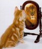 $cat-lookin-in-mirror-01.jpg