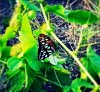 $Butterfly.jpg