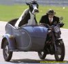 $cow-sidecar.jpg