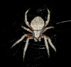 $nocturnal spider.jpg