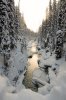 $Snowy woods.jpg