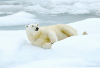 $ROFL-polar-bear-1.gif