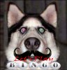 $bingo game.jpg