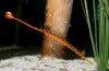 $banded pipefish male carries eggs like seahorse.jpg