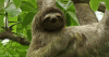 $giphy sloth(1).gif