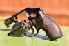 $5 shot revolver.jpg