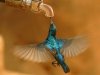 $drink hummingbird.jpg