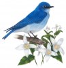 $idaho_state_bird_and_flower.jpg