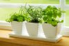 $windowsill-herb-garden-is.jpg