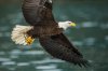 $homer eagles 2016 d4-5926s.jpg