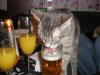 $Cat-drinking-beer-3 copy.jpg