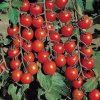 $Sweet-Million-Tomato-Seeds.jpg