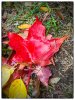$Red-Maple-Leaf.jpg