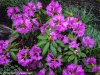 $Rhododendron.jpg