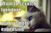 $funny-pictures-animal-memes-first-world-cat-problems-shredding-your-goodwill-finds-just-doesnt-d.jp