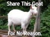 $goat share.jpg