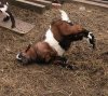 $fainting-goats.jpg