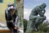 $Aping-the-Thinker-compare.jpg