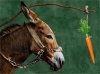 $donkey-and-carrot.jpg