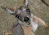 $baby_kangaroo.jpg